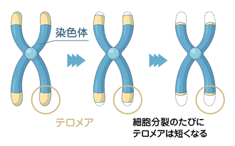 テロメアの図