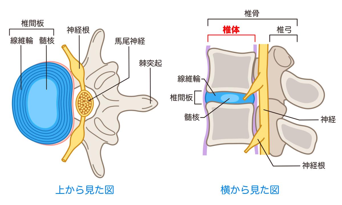 椎体
