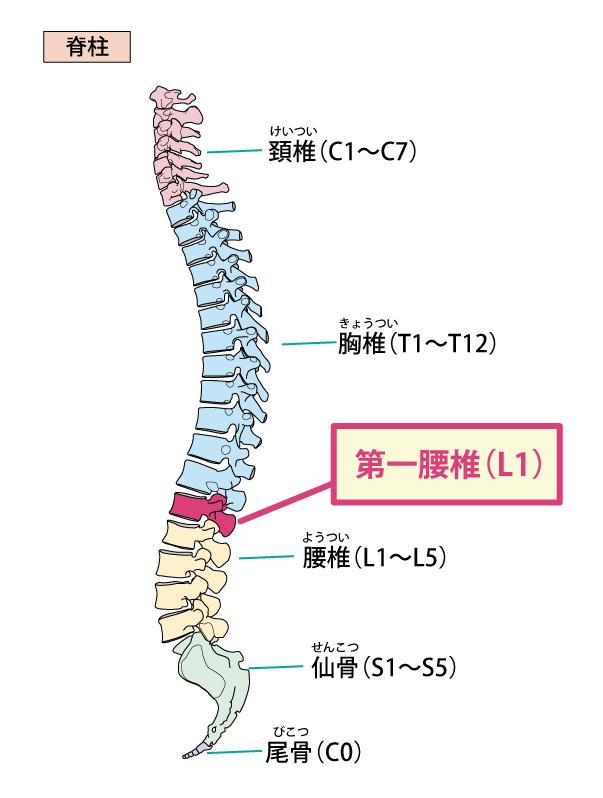 第一腰椎